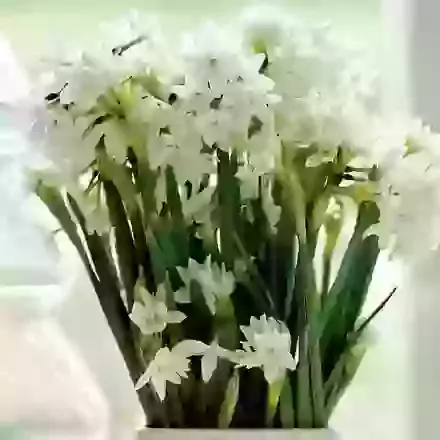 Indoor Flowering Narcissi
